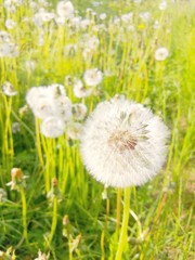 Fluffy dandelion ball of seeds, delicate flower