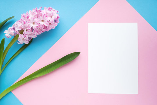 Mock Up With Greeting Card And Flower On Blue-pink Background. Top View