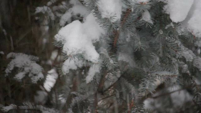 snow falling on an evergreen tree in winter