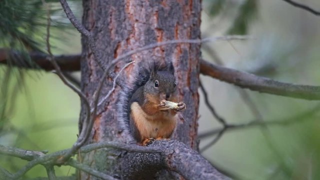 A wild Douglas squirrel (Tamiasciurus douglasii) sits on a tree branch while eating a nut.