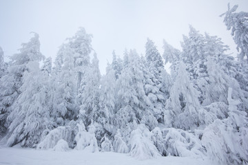 Fototapeta premium Winter am Berg