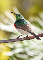 southern double-collared sun bird male