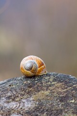 Snail shells on wood background