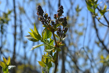 Young branch of lilac on a background of blue sky, spring landscape