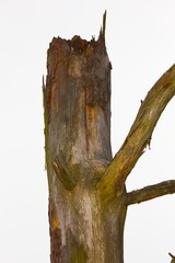 Naklejka premium Pine bark in the background.