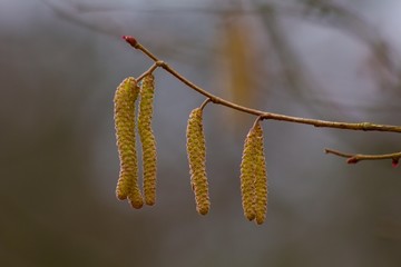 Catkins abstract background.