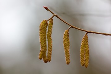 Catkins abstract background.