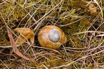Snail shells on wood background.