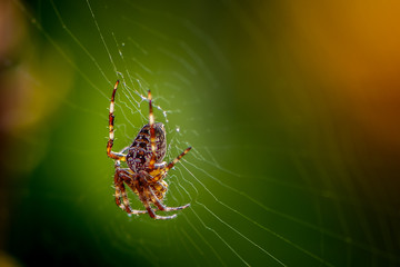 Spinne, Kreuzspinne