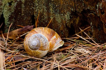 Snail shells on wood background.