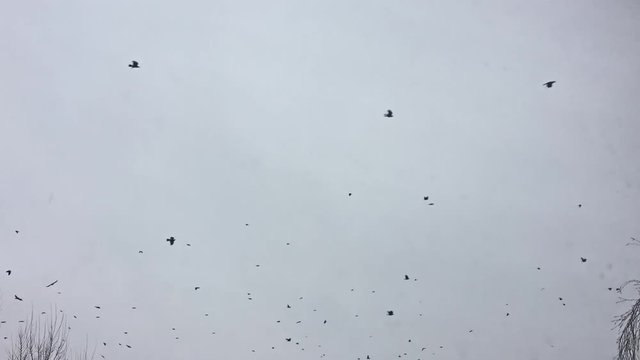 birds circling in the sky, a flock of crows. birds crown