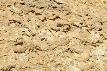 the Ammonite Wall