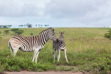  Zebra Calf Affections Wildlife