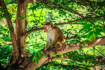 Monkey in a tree captured in ella Sri Lanka