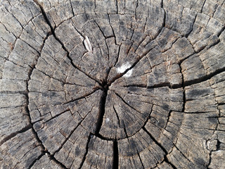 wood texture