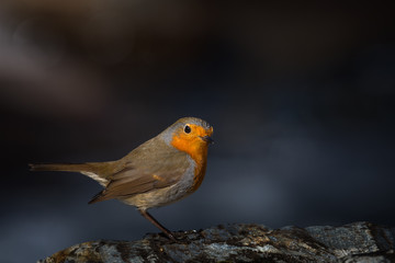Robin