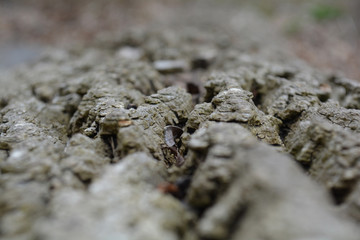 Tree bark background texture. Unfiltered, with natural lighting. Close up focus in the middle centre.