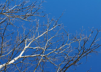 Branches of trees against the blue sky