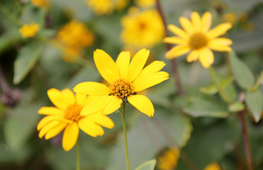 Obraz premium Yellow daisies