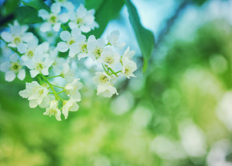 Obraz na płótnie Canvas Flower spring background. Flowers of bird cherry in sun rays, soft focus.