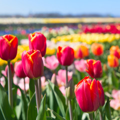 Obraz premium Dutch landscape with colorful tulips