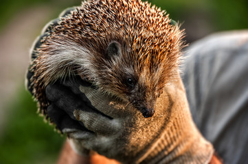 forest wild prickly hedgehog in human hands