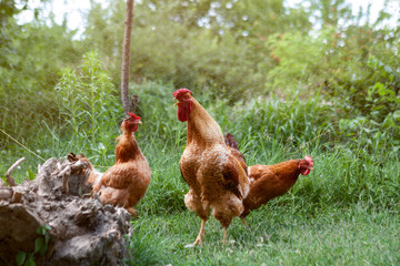 Fototapeta premium Rooster and chickens grazing on the grass.