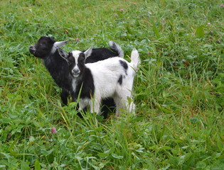 Naklejka na ściany i meble two little goats in the meadow, pets, agriculture 