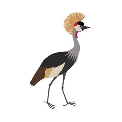 Fototapeta premium Grey crowned crane Balearica regulorum