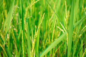 Fototapeta na wymiar Close up rice field