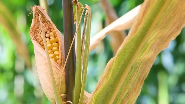agriculture en serre 