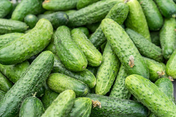 cucumbers / Fresh, raw, green cucumbers 