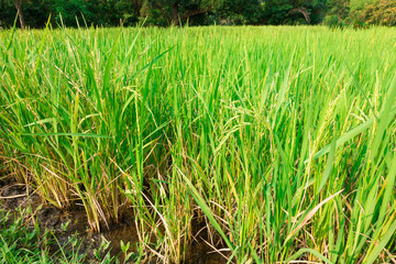 Obraz premium Close up rice field