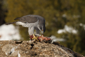 Northern goshawk into the snow