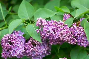 Beautiful violet lilac flowers blossom in green leaves closeup
