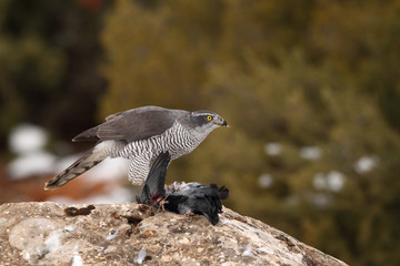 Northern goshawk into the snow
