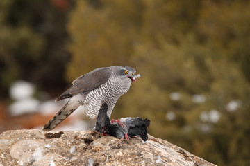 Northern goshawk into the snow
