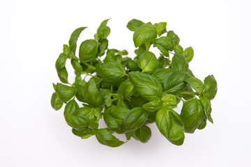 Fresh bush basil seen from above isolated on white background.