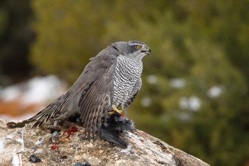 Goshawk into the snow