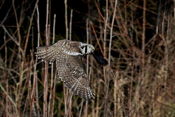 Northern hawk-owl (Surnia ulula)