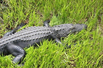 Gloating or resting alligator