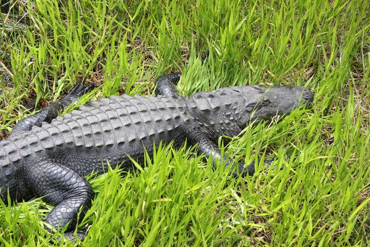 Gloating Or Resting Alligator