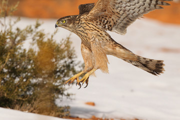 Goshawk into the snow