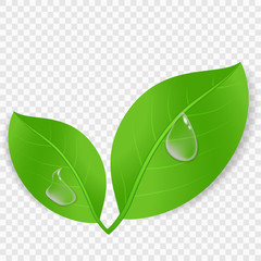 green leaves with drop of water. Vector concept environmental