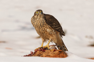 Goshawk into the snow
