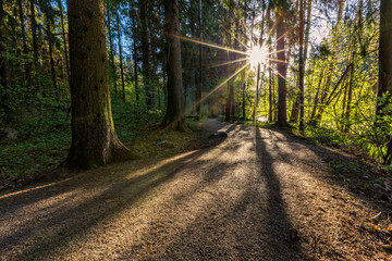 Path in the forest, sunny morning