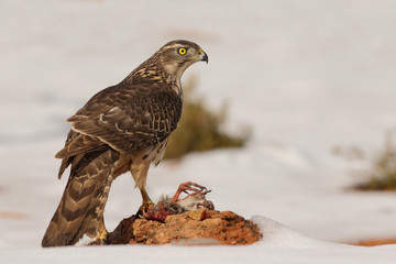 Goshawk into the snow