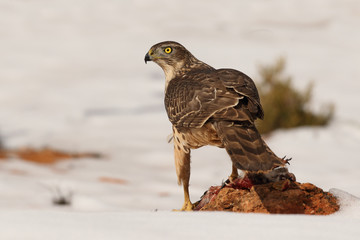 Goshawk into the snow