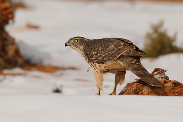Goshawk into the snow
