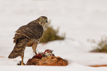 Goshawk into the snow